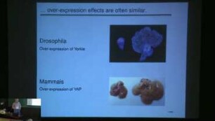 The role of the Hippo pathway in patterning and growth control