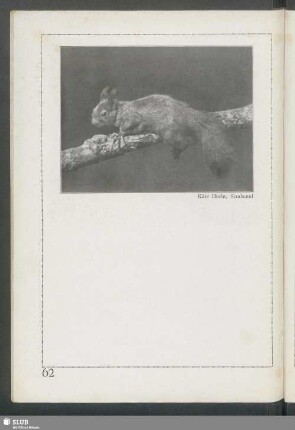 Das Eichhörnchen