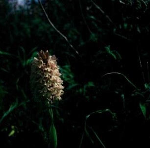 Praisos. Anacamptis pyramidalis: Pyramiden-Orchis oder Hundswurz