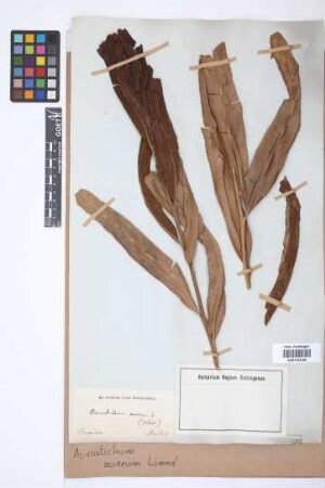 Acrostichum aureum L.