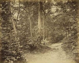 Waldweg