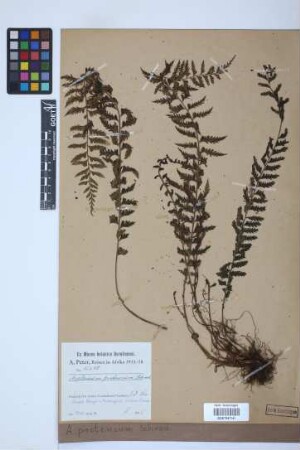 Asplenium protensum
