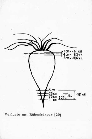 Verluste am Rübenkörper (20)