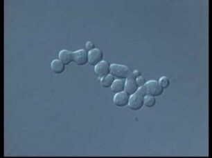 The Life of Yeast
