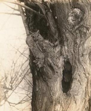Waldohreule (Asio otus L.), adulter Vogel vor dem Winterunterschlupf mißtrauisch