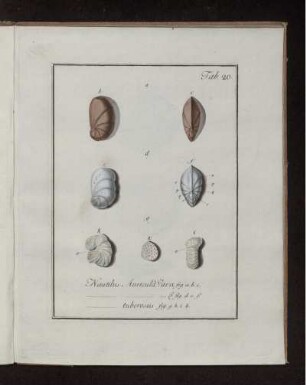 Tab. 20. Nautilus Auricula