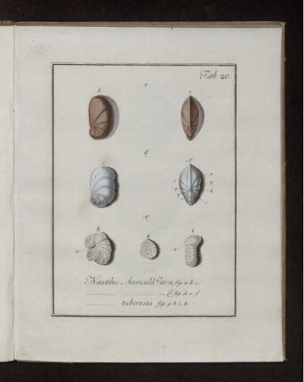 Tab. 20. Nautilus Auricula