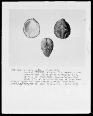 Muscheln: Originalzeichnung zu Novitates Conchologica Mollusca Marina, Kassel 1858-1870
