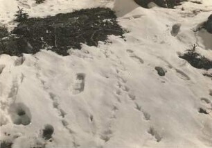 Birkhuhn (Lyrurus tetrix L.), Fährte im Schnee