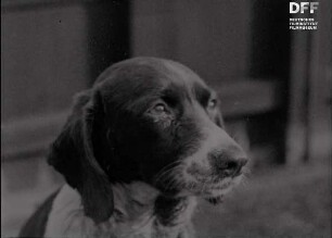 Blutwäsche bei einem Hund (1915)