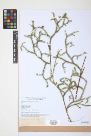 Lycopodium