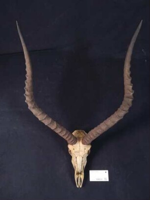 Aepyceros melampus
