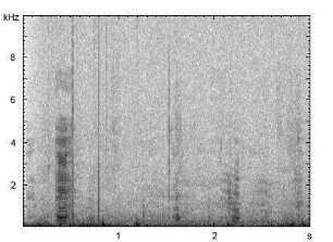 Hausesel | Equus asinus f. asinus - Lautfolge