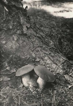 Pilze. Marone (Boletus badius)