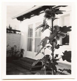 Garten Elsbeth Heddenhausen, Berlin-Zehlendorf: Malve