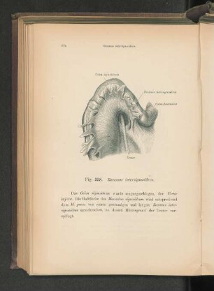 Fig. 338. Recessus intersigmoideus.