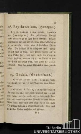 29. Orchis (Knabenkraut.)