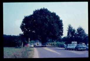 Kladow Eiche 13.8.66.