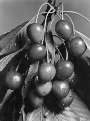 Vogel-Kirsche (Prunus avium), auch Süß-Kirsche genannt, Pflanzenart aus der Gattung Prunus in der Familie der Rosengewächse (Rosaceae), Früchte
