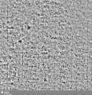 Lilienschild + IESV / LW = S.5/6