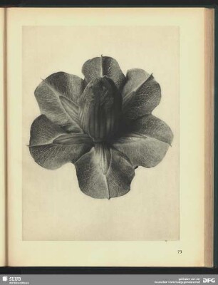 Cobaea scandens