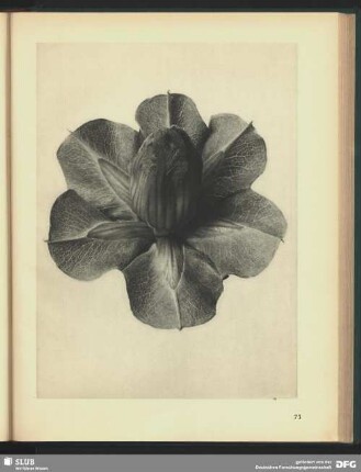 Cobaea scandens