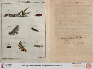 Tafel_XXI-156 Beschreybung dreyerley besonderer, zur Nachtvögel zweyten Classe gehöriger Raupen