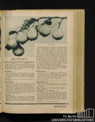 Quitten