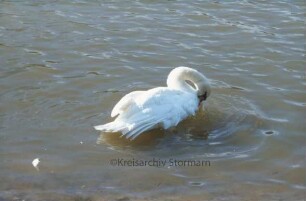 Mühlenteich: Schwan