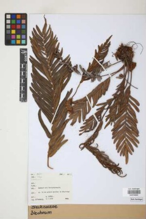 Blechnum