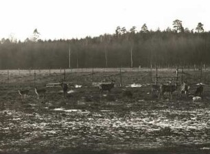 Rotwild im Moritzburger Wildgehege
