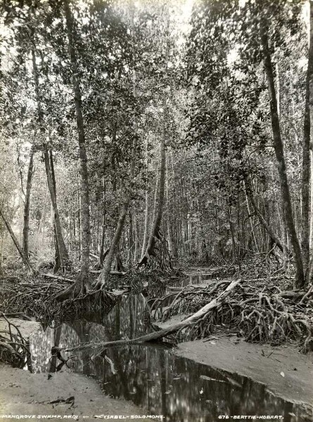 "Marais de la mangrove. Regi sur Ysabel".