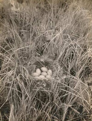 Knäkente (Anas querquedula). Nest und Gelege.