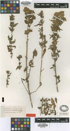 Eupatorium heptanthum Sch.Bip. [type]