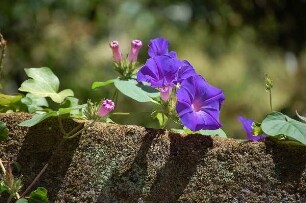 Kleinstadt Sintra - Blumen : Blumen auf einer Mauer in der Kleinstadt Sintra, aufgenommen 2006