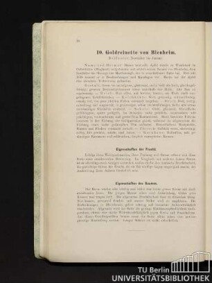 10. Goldreinette von Blenheim.