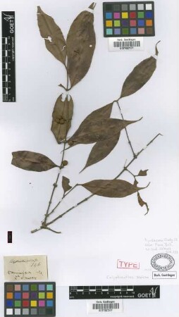 Calyptranthes sericea Griseb.