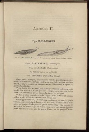 Articolo II. Tipo Molluschi