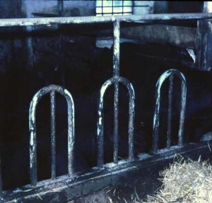 Fotografie: Tierproduktionsverfahren, Kalb, Fütterungstechnik, Fressbereich, Fressgitter