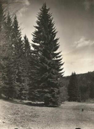 Osterzgebirge. Mordgrund, Naturschutzgebiet Bienhof bei Oelsen