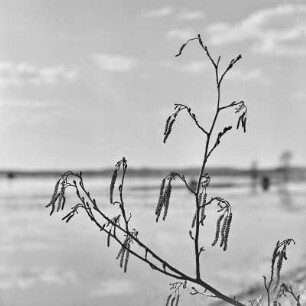 Spreewald um 1940. Überflutete Wiesen und Felder. : Błóta wokoło 1940. Přepławjene łuki a pola.