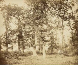 Laubbäume