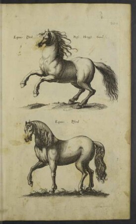 Liber I. De Quadrupedibus Solidipedibus.