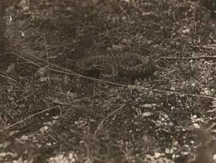 Kreuzotter (Vipera berus) ruhend
