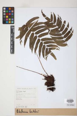 Blechnum lechleri Mett.