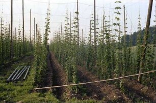Steinenbach: Hopfenanbau oberhalb des Kreuzweiher