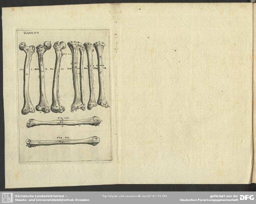 Tab. XXII.