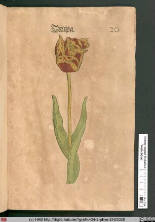 Tulipa [Tulpe].