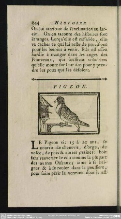 Pigeon