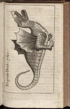 Fliegender Drach
